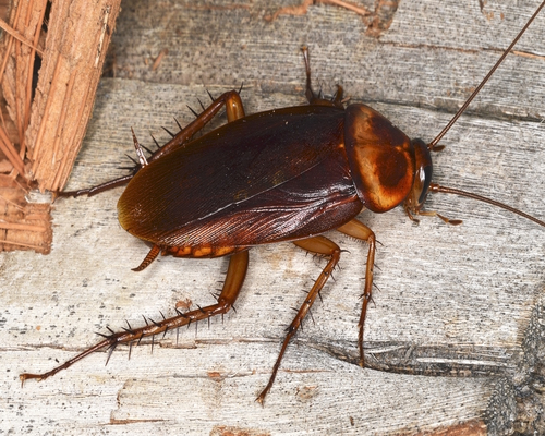 BUG BUSTING DONE RIGHT WITH OUR PEST CONTROL BRAMPTON SERVICE