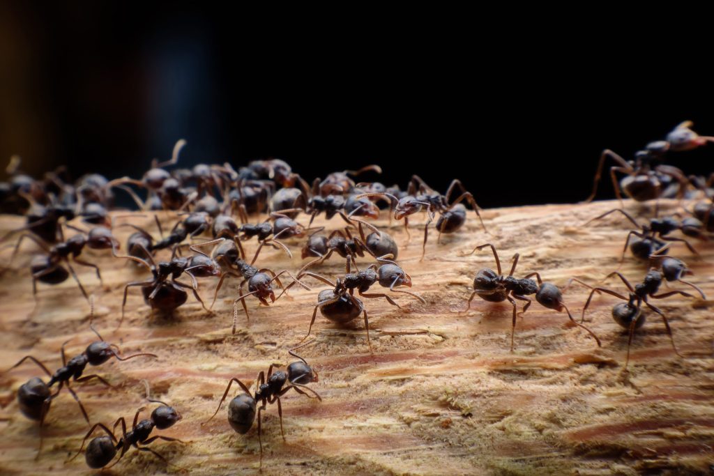 Top Ant Prevention Tips for a Successful Ants Removal Brampton