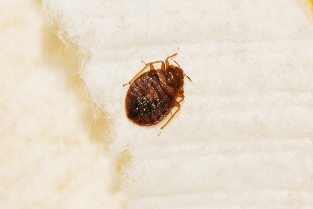 Early Signs of pest Infestations and Role of Bed Bug Control Brampton