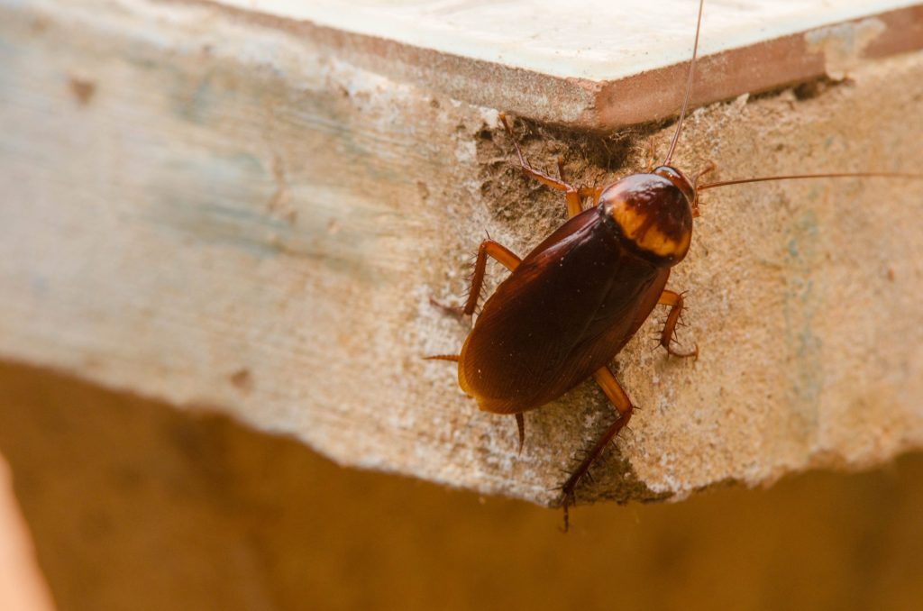 Effective Strategies for Cockroach Control and Extermination in King City Ontario