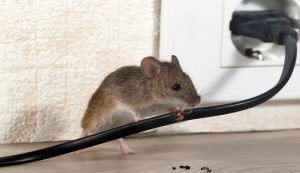 Mice Control and Removal