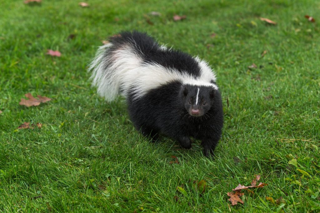 How to perform skunk removal Brampton? Preventive tips to follow
