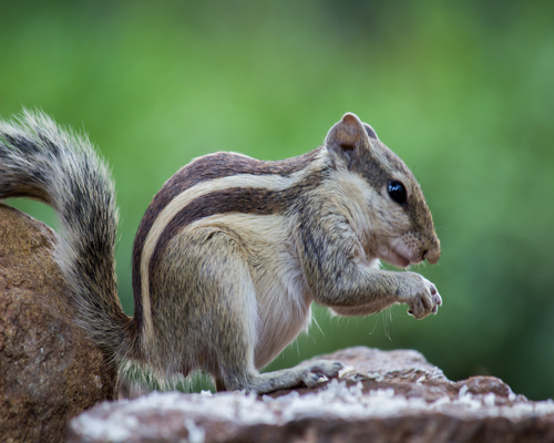 Squirrel Control Brampton with unique solutions for wildlife management