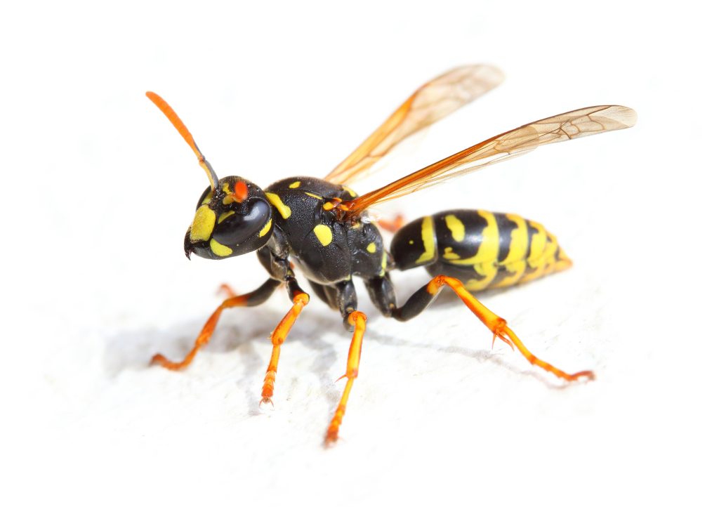 What Factors an Exterminator Will Consider to Perform Wasp Control Vaughan?