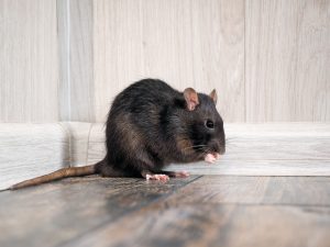 Rat control and removal services in Bradford