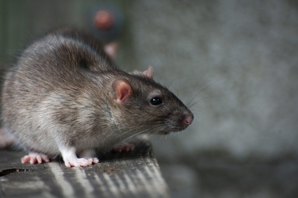 Effective Pest Control Brampton Methods for Dealing with Mice Easily