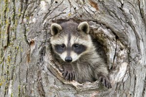 raccoon control Richmond Hill