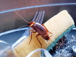 cockroach control Brampton