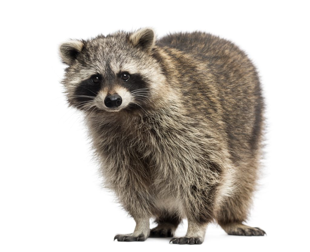 How to Perform Raccoon Removal Brampton