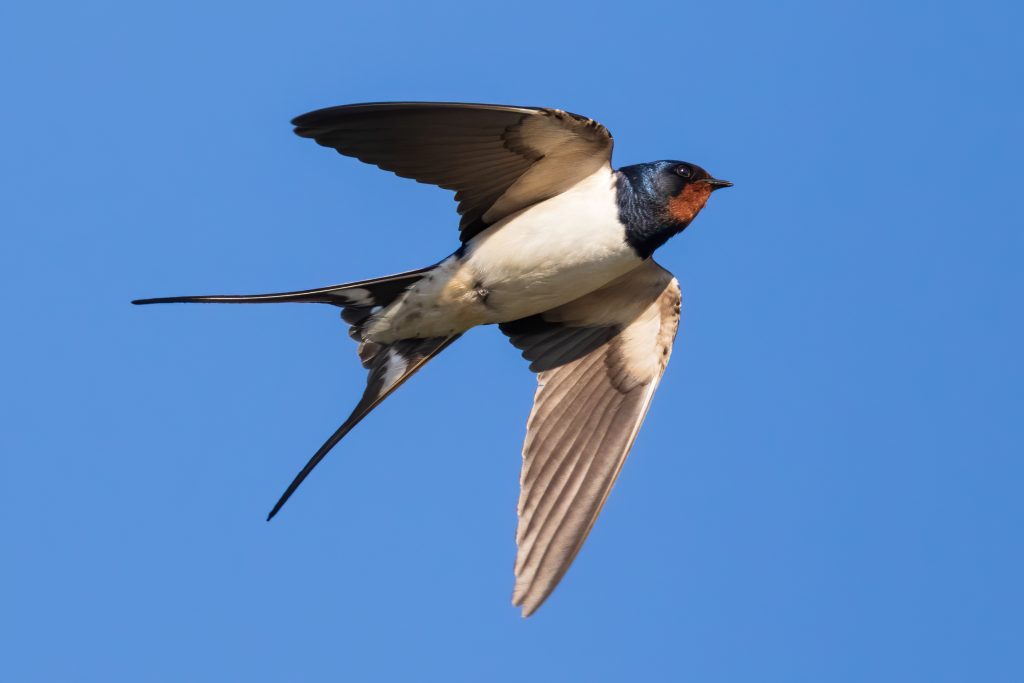 Importance of bird control Brampton services