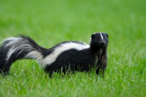 skunk removal and control Vaughan