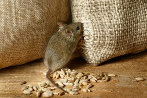 mice removal King City