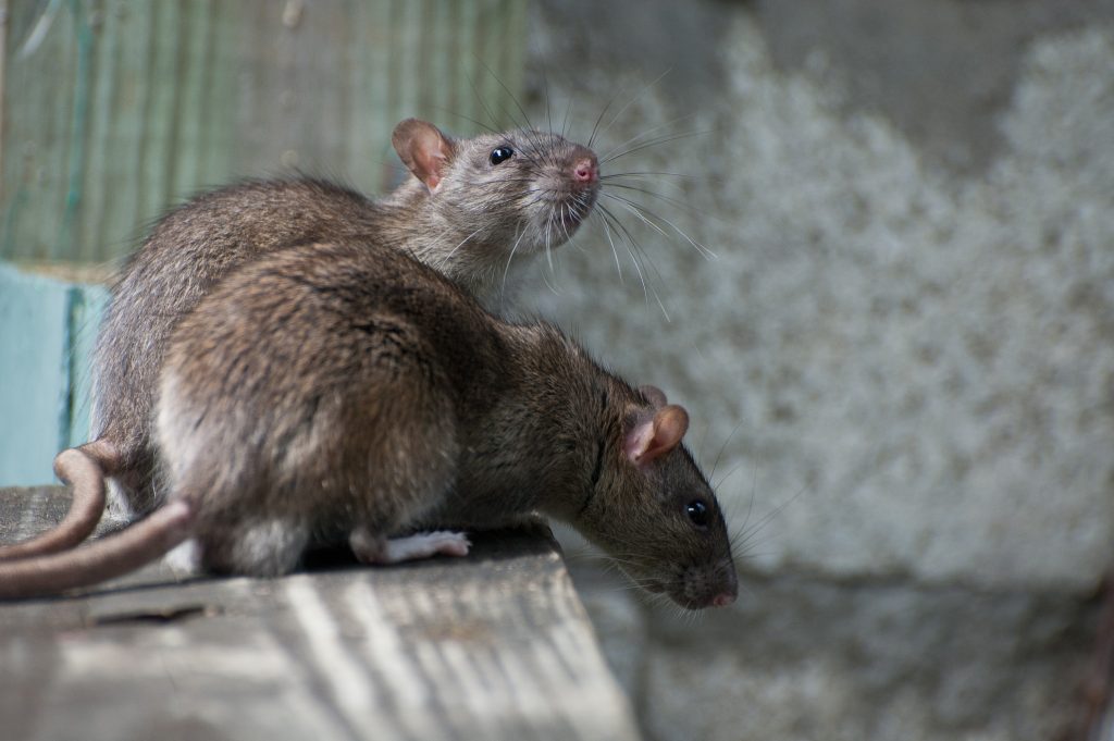 Cost-effective and long-lasting services of mice control Richmond Hill
