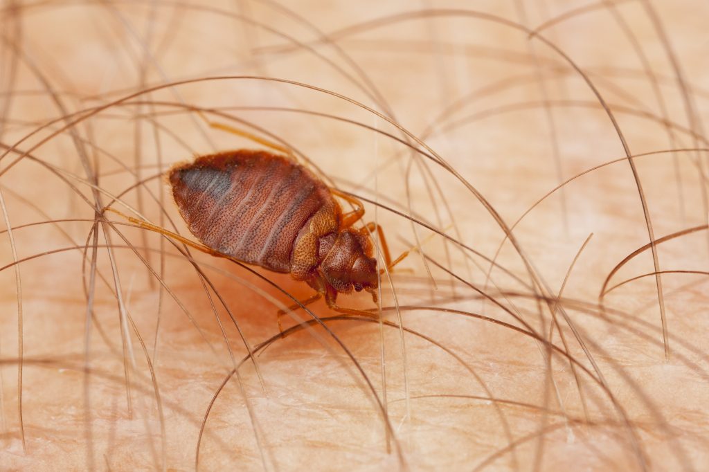Bed Bug Control Vaughan: How Long after Treatment Can I Return Home?