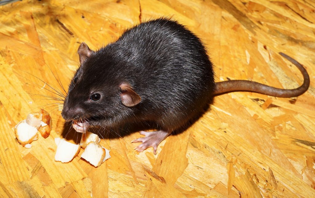 Things you should expect from Exterminators during Pest Control Brampton