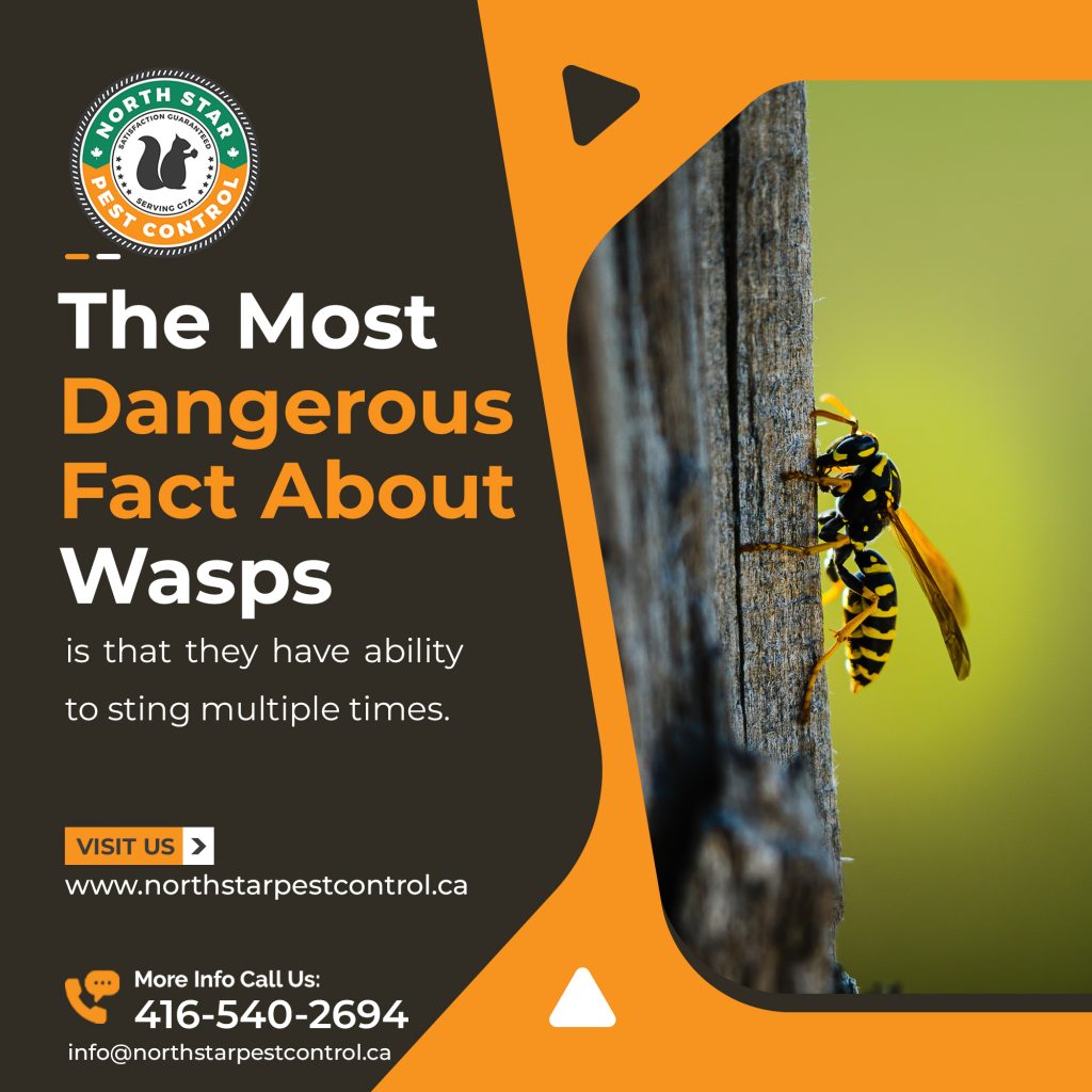 Powerful and Reliable Wasp Control Brampton Solutions for Businesses and Homeowners
