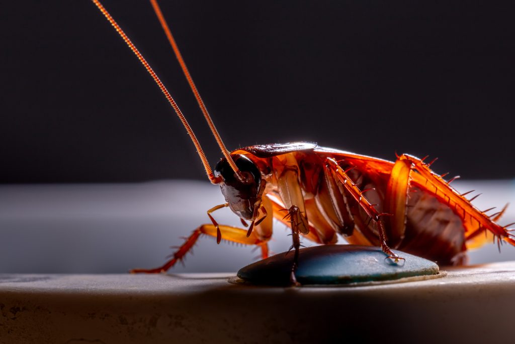 Top Secrets for Pest Control in King City!