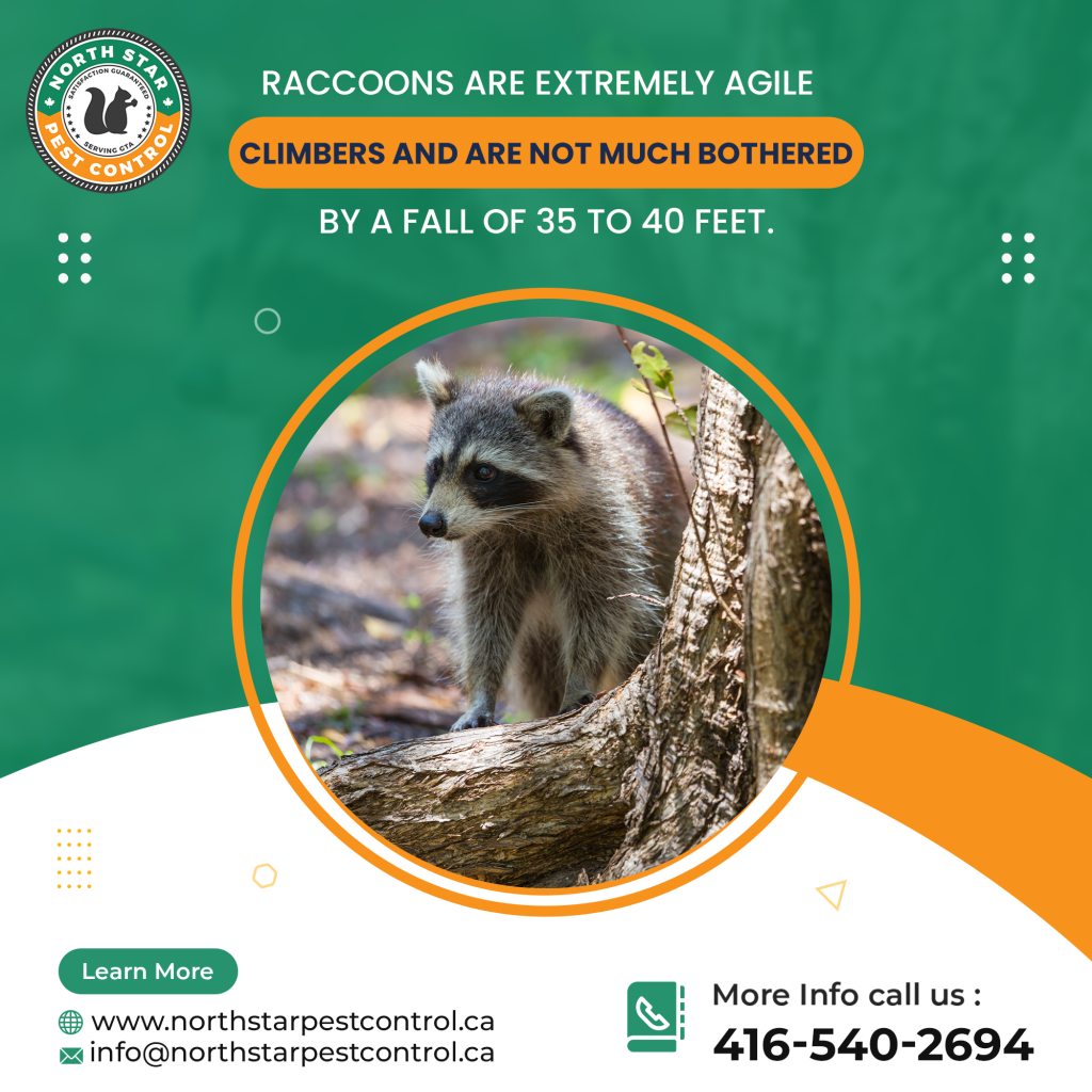 Pest Control Etobicoke: Understanding The Value Behind Professional Services