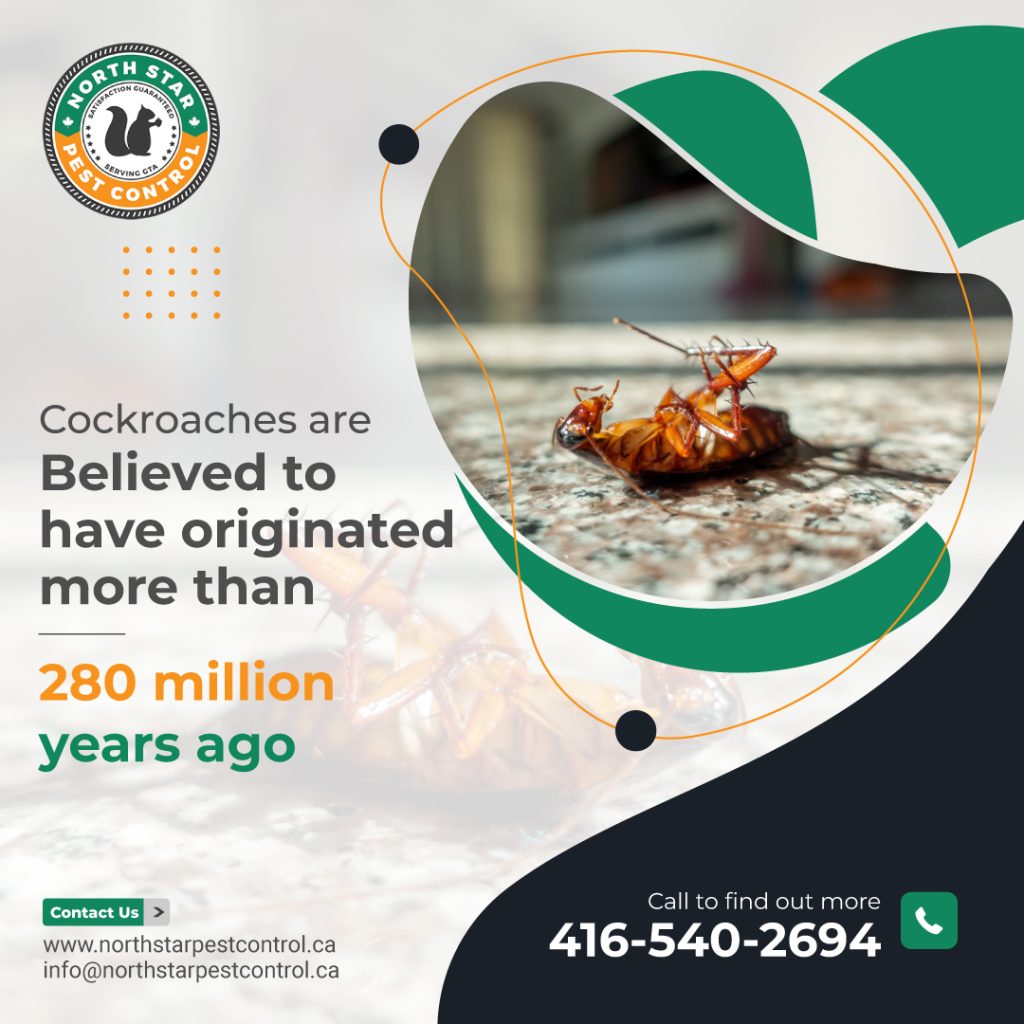 Preventative Pest Control Vaughan and Its Value for your House Protection