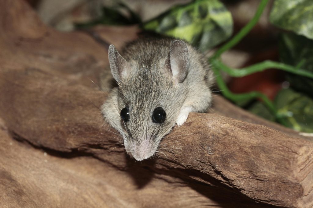 The Untold Secret to Mastering in Quick Mice Control Brampton