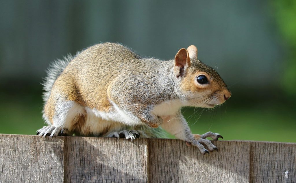 Hiring Experienced Pest Exterminator in Brampton to Get Rid of Squirrels