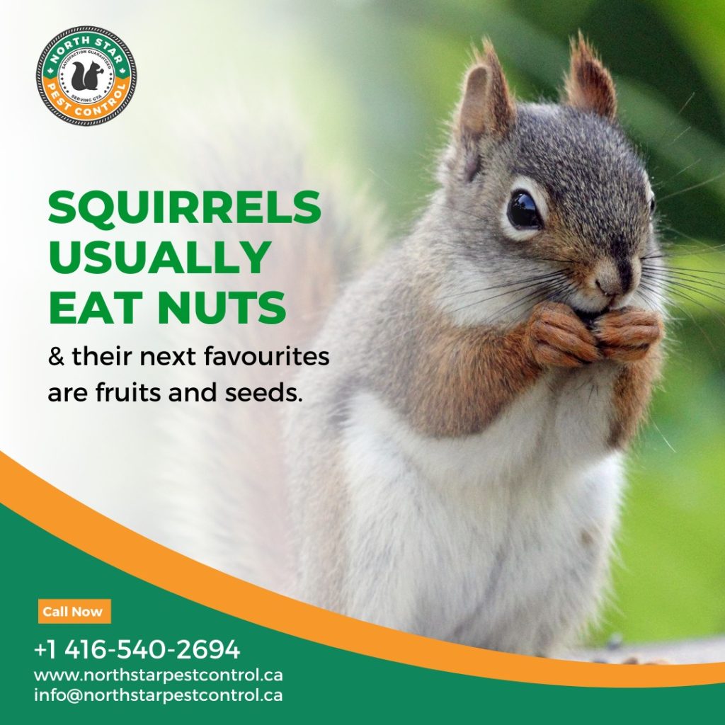 Squirrel control Brampton: Do You Really Need It? This Will Help You Decide!