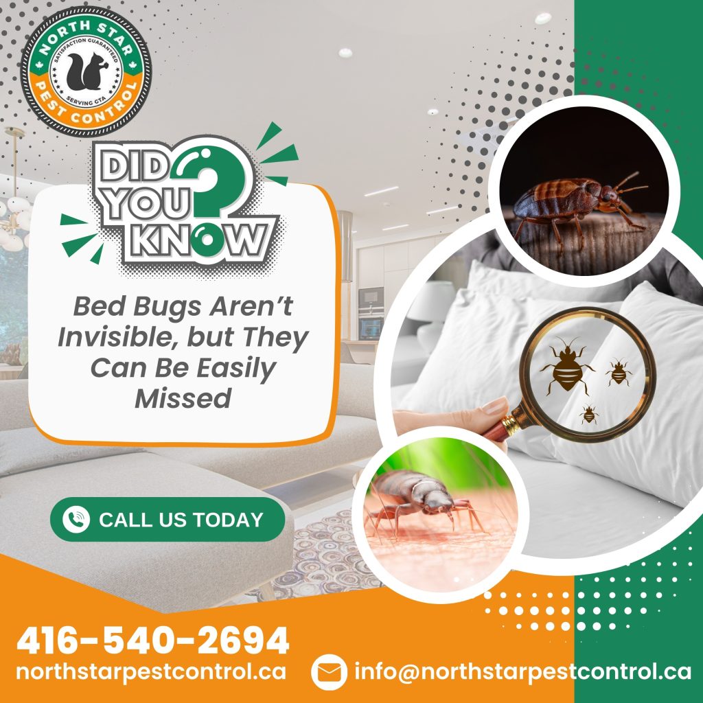 Sleep Peacefully Again with Expert North Star Pest Exterminators Solution