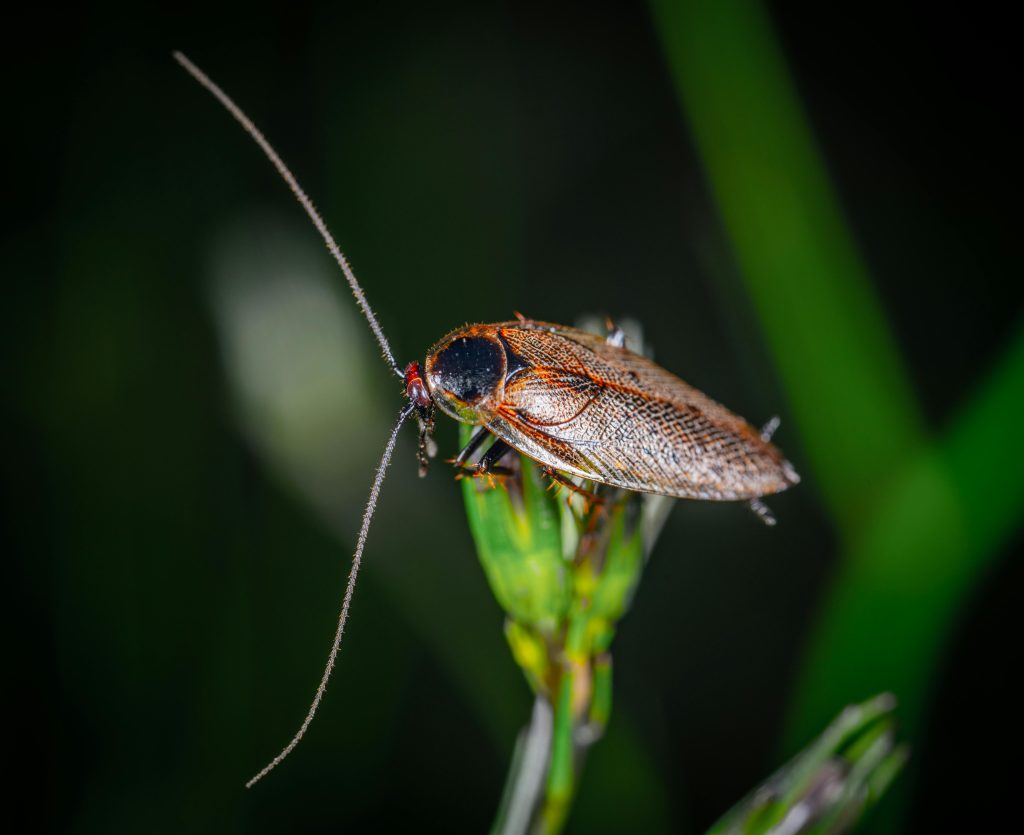 Efficient Services of Pest Control Brampton: Cockroach Myths and Misconceptions