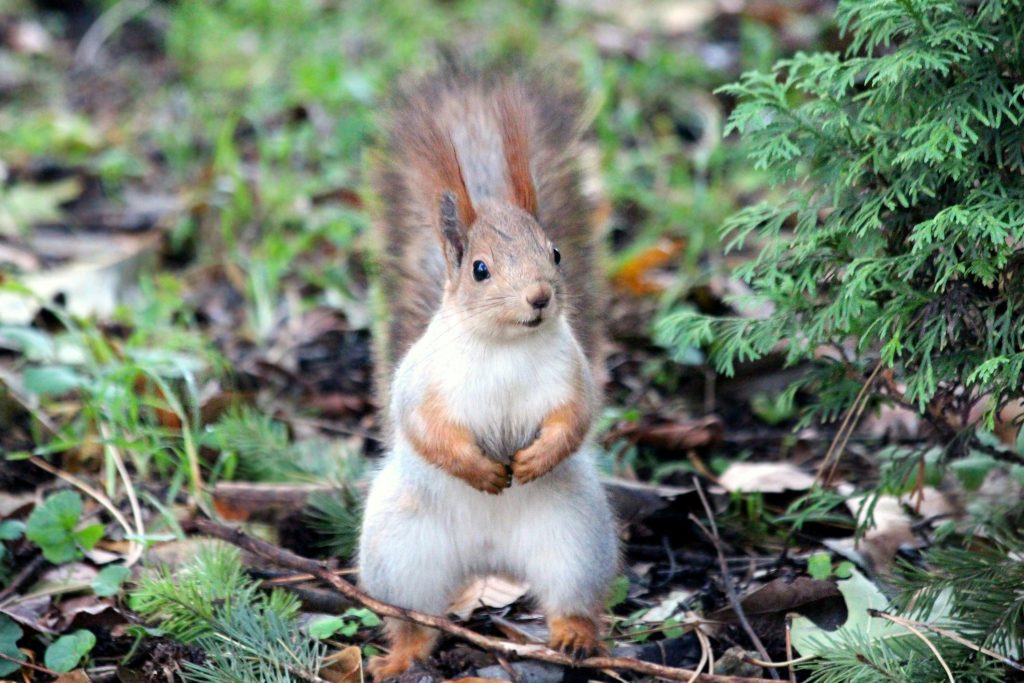 Mastering the Art of Squirrel Control: Unlocking Interesting Facts You Don’t Know