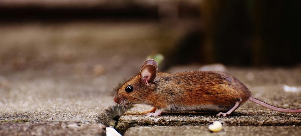 Rodent Prevention During Winter Months: Tips to Keep Them Out of the House
