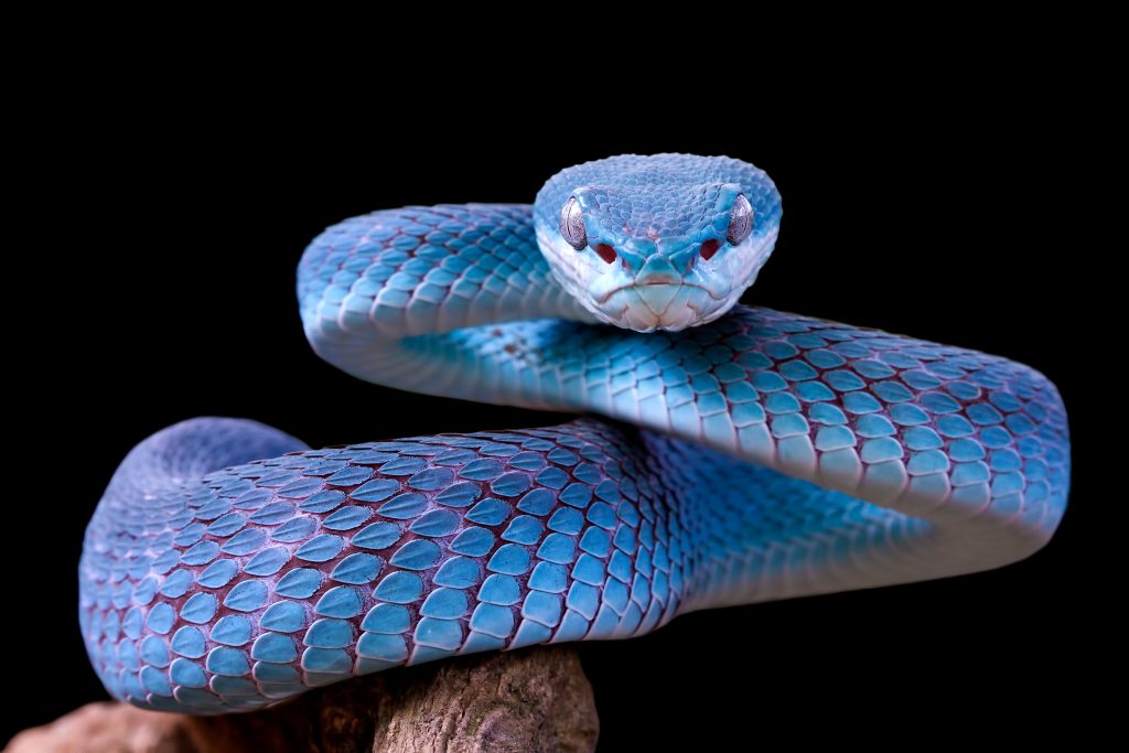 Identifying Snake Infestation: How Can You Keep Them Out of Your Yard?
