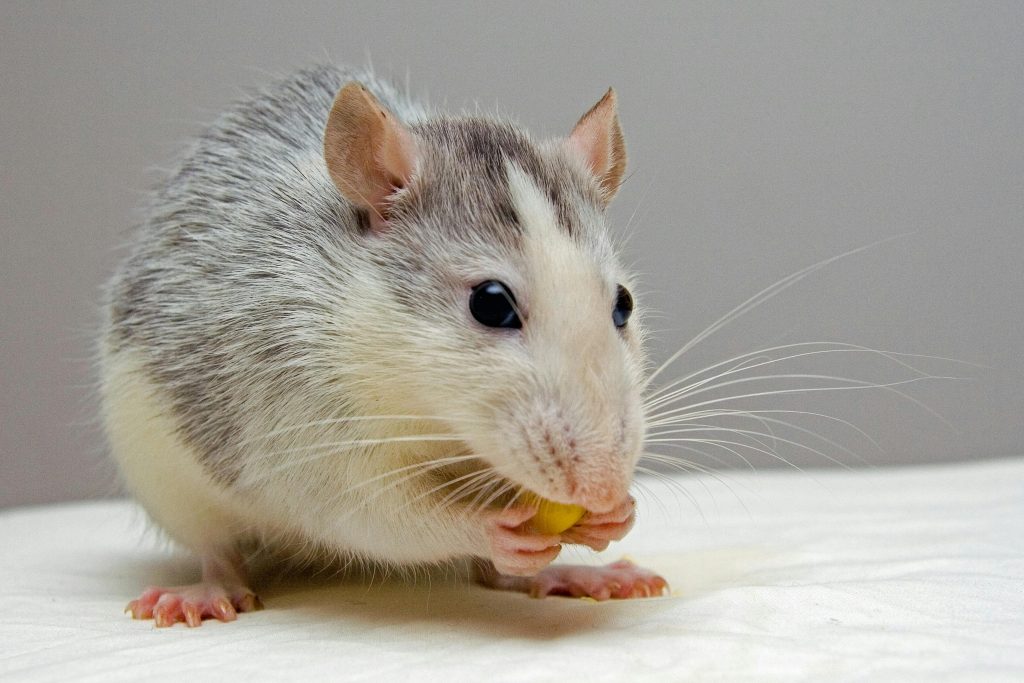 How to Prevent Rodents from Nesting in Your Roofing Spaces in Bradford?