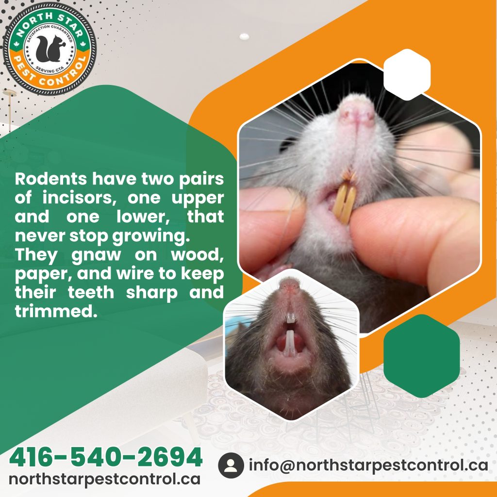 How to Find Top Rat Removal Company in King City for Effective Prevention?