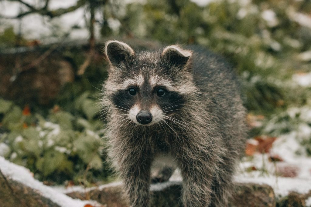 How to Safely Handle Raccoon Baby Removal in Mississauga