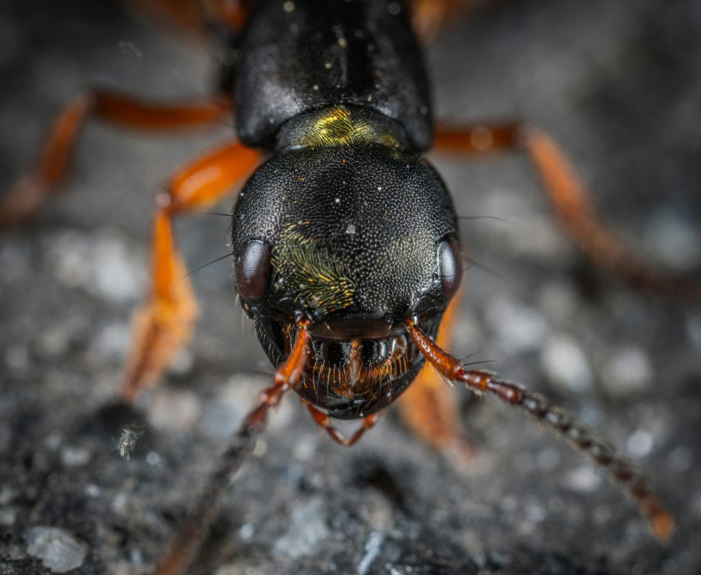 Commercial Ants Control: How to Eliminate Different Species Colonies