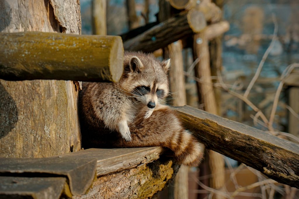 Top Raccoon Removal Methods: What’s Drawing Them to Your Home?