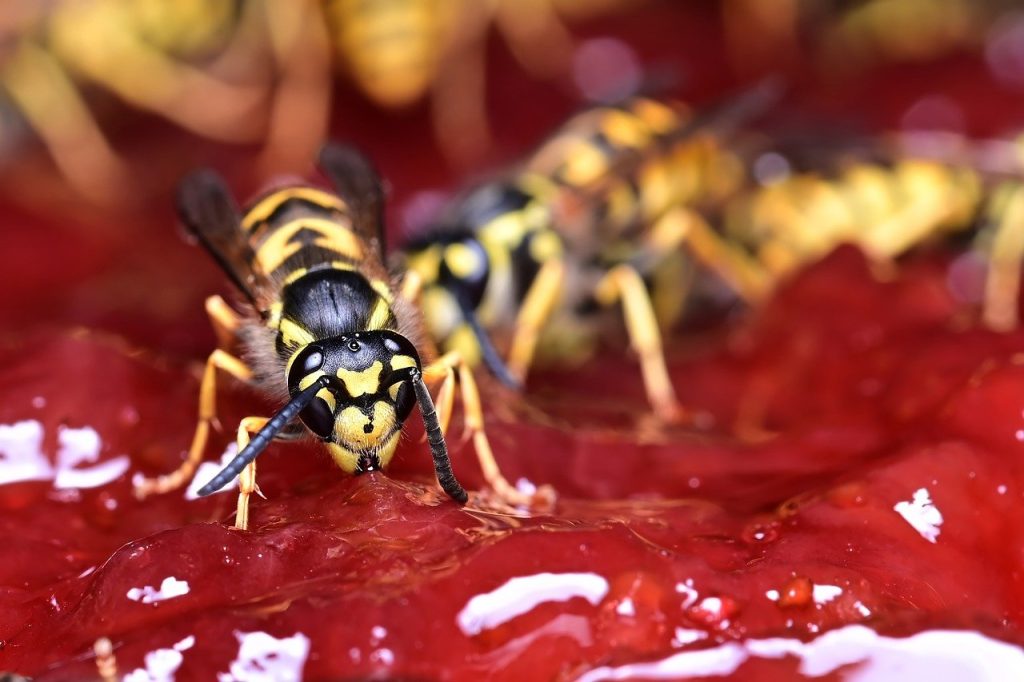 Wasp Nest Removal: The Best Time and Method for a Sting-Free Home