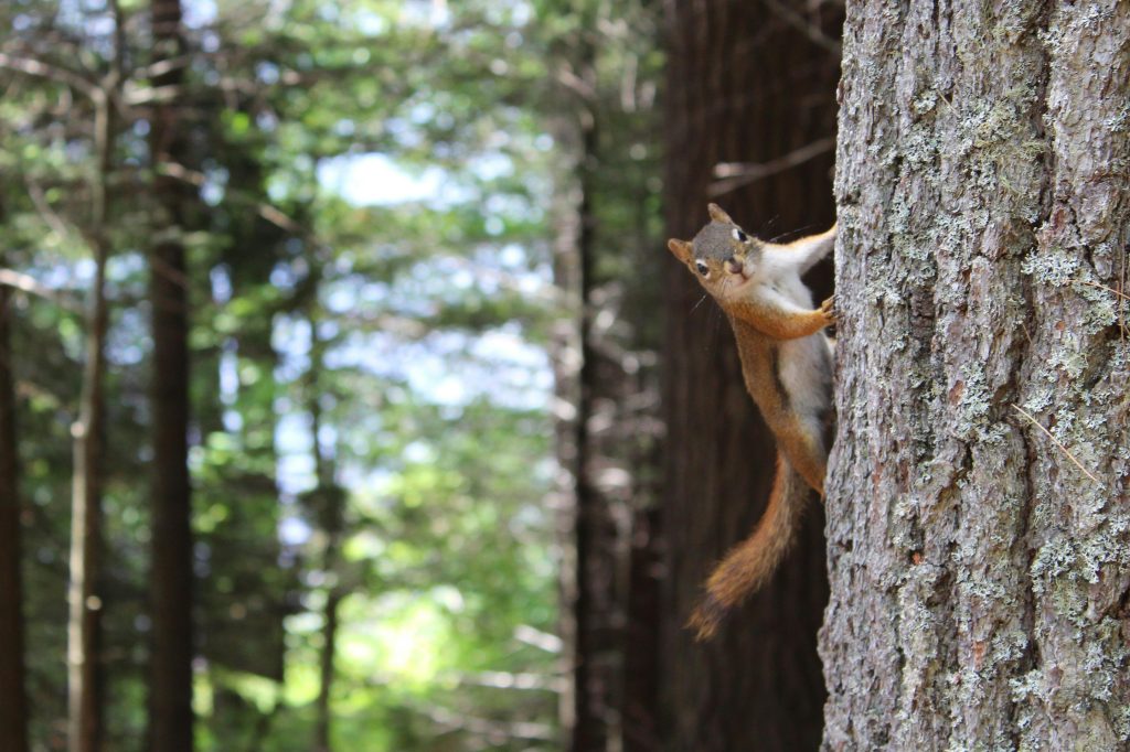 Tips for Squirrel Control: How to Stop Them from Damaging Your Garden?
