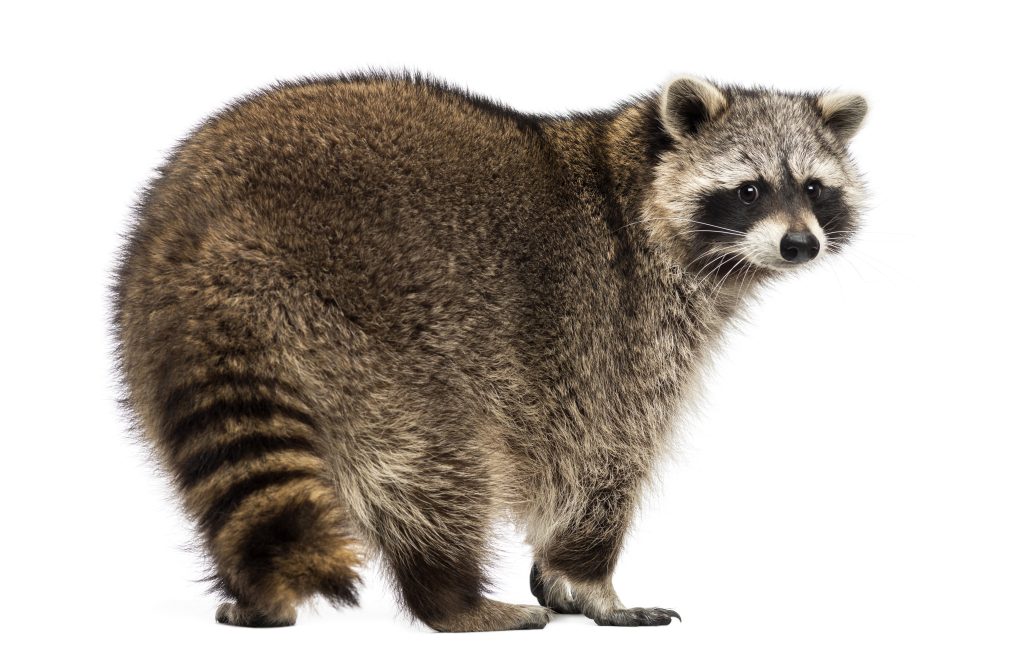 Wildlife Pest Control: What Are the Risks of Ignoring Infestations?