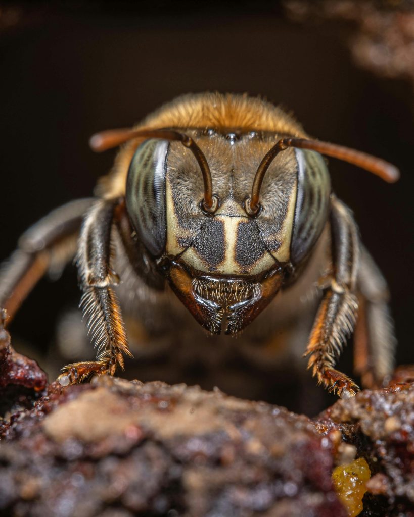 Wasp Nest Control Tips to Keep Your Summer Sting-Free and Peaceful