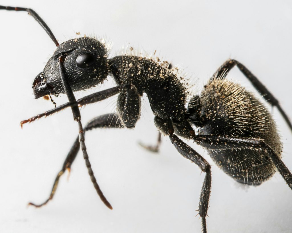 Why Ants Are Attracted to Kitchen Trash and How to Prevent It?
