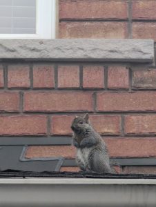 DIY mistakes for squirrel control