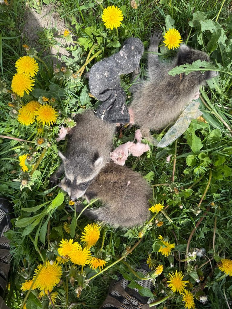Dangers of DIY Raccoon Removal: Health Risks You Should Know
