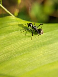 identifying ants and insects nests