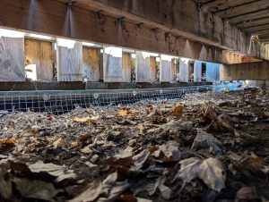 health concerns due to raccoon