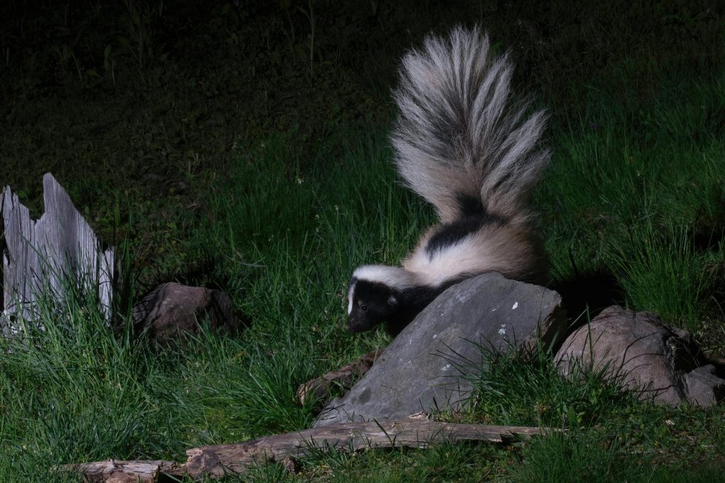 Animal Control Skunk Guide: What to Do if One’s in Your Yard