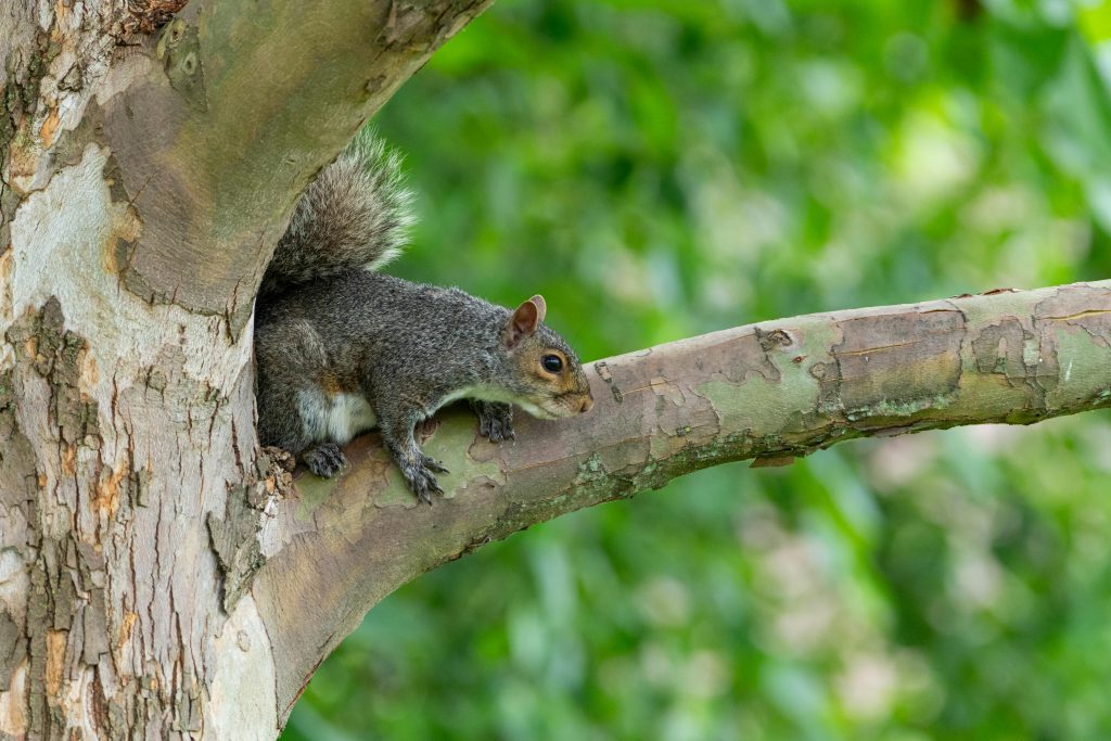 Removal of Squirrels in Attic: Dangers You Might Not Realize