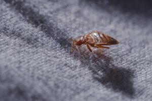 top rated bed bug exterminators