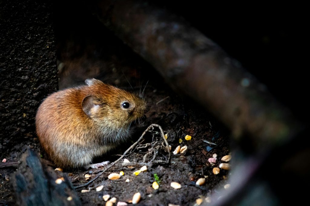 Signs of Mice Infestation: Droppings, Noises, and Other Clues