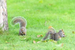 why humidity attracts pests